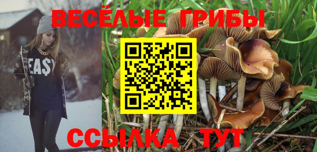 Галлюциногенные грибы Psilocybine cubensis Красноярск